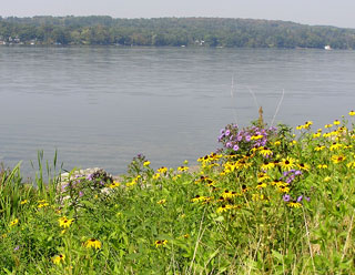 lakeside flowers