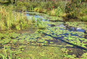 Frog Bit eradication