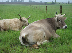 cattle
